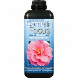 Camellia Focus 