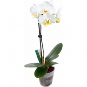 Orchid Focus Drip Feeders 38мл